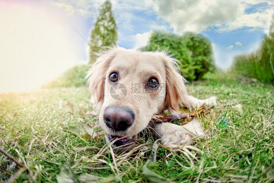 6个月大的拉布多猎犬躺在草地上看着摄像机图片