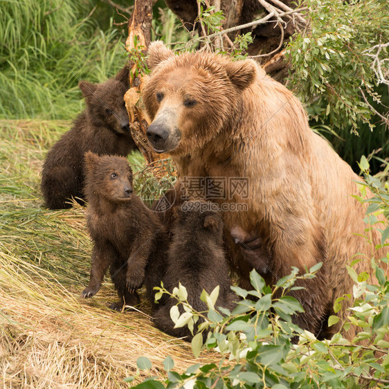 四只棕熊幼崽和他们的母亲坐在阿拉斯加布鲁克斯河的岸上图片