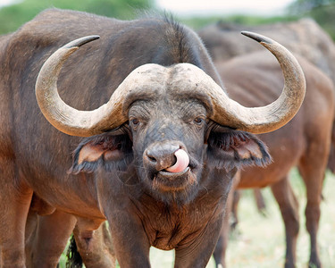 非洲水牛用舌头清洁鼻子图片