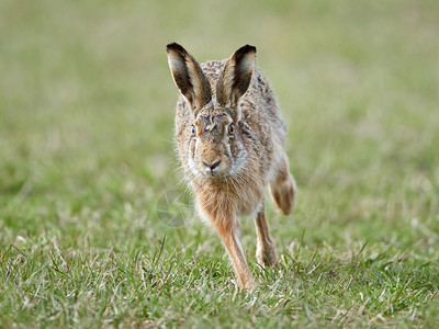 欧洲野兔在其自然背景图片