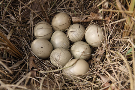 用干草制作的干巢中的野鸡蛋图片