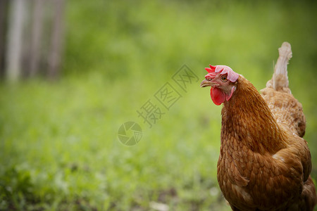 在绿地牲畜农场关闭棕色鸡背景图片