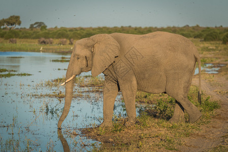 大象在金光下从河里喝水图片
