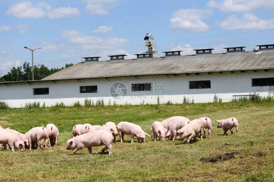 在养猪场农村场景的绿草地上的小猪可爱的小猪在有机农场农场里的小猪小猪崽家庭图片