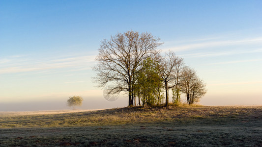 清晨阳光下的树木草原上的雾美丽的阳图片