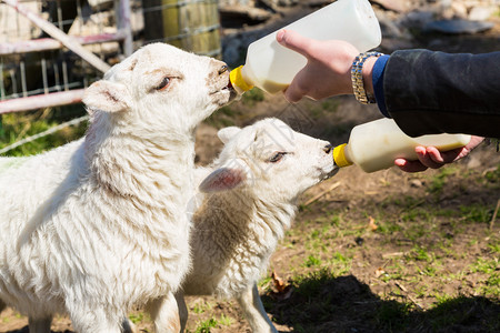 在Welsh田野的白种妇女用奶水喂养两只新生羊羔图片