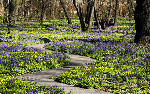 在莫斯科大学小植物园录制的春草原上图片