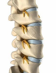 脊椎神经侧视图图片