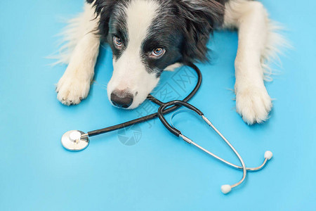 小狗边境牧羊犬和听诊器隔离在蓝色背景兽医诊所兽医接待处的小狗宠物保图片