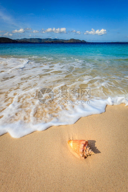 位于英属维尔京群岛的一个岛屿沙滩上的海螺图片