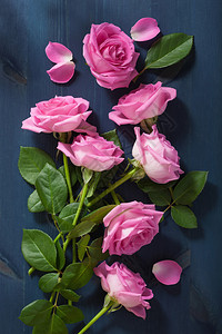 深蓝色背景上的粉红色玫瑰花图片