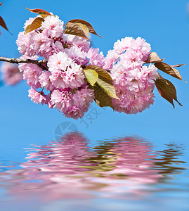 柔和的粉红色日本樱花和水中倒影樱花图片
