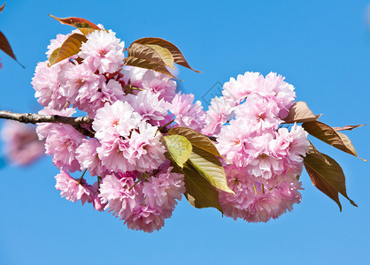 柔和的粉红色日本樱花树开花樱花图片