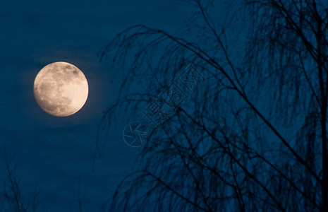 满月夜景与树图片