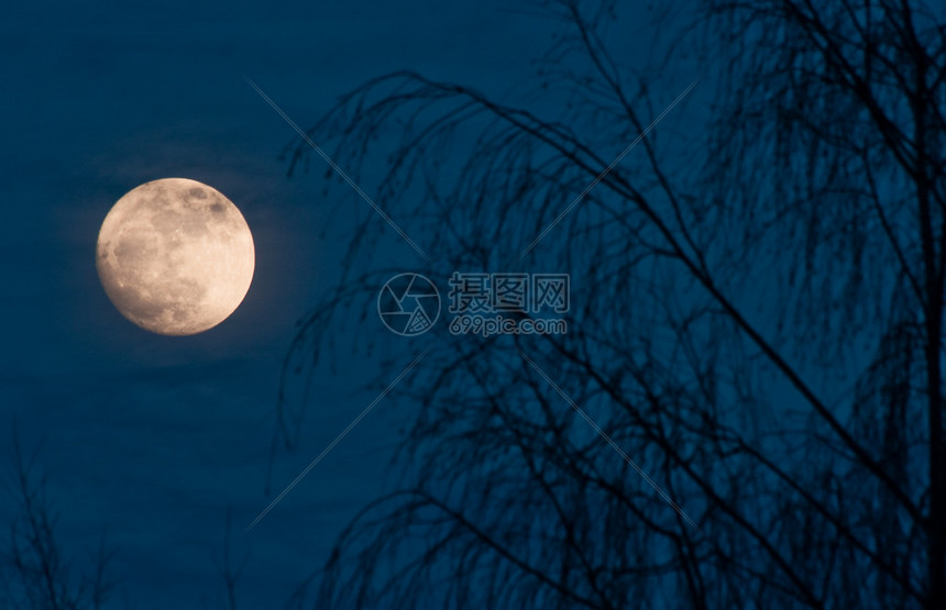 满月夜景与树图片