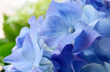 蓝色Hydranga花朵带有浅图片