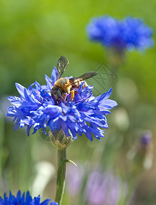 夏季住宅区的蜜蜂和鲜花图片