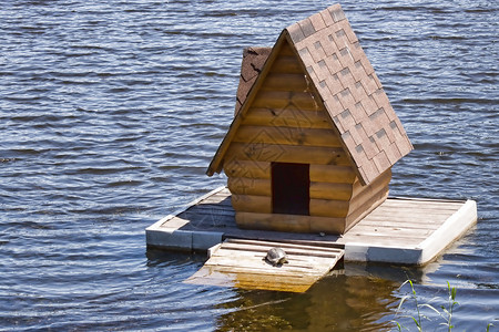 海龟的水上小屋图片