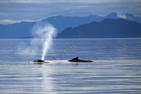 在阿拉斯加的内河口座头鲸在地表上呼吸图片