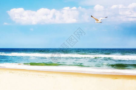 海鸥翱翔的宁静海洋滩场景图片