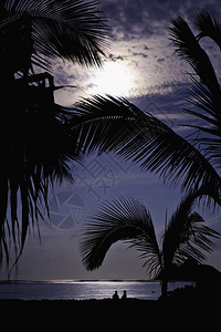 满月在热带岛屿上通过夏威夷棕图片