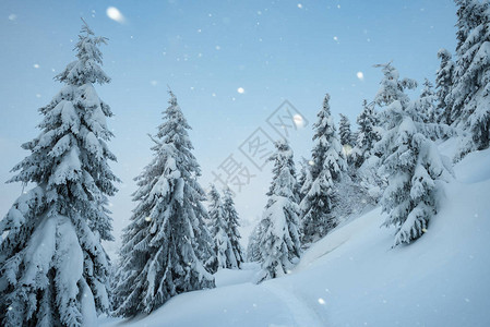 山林下雪的圣诞风景雪中脚路冬季风景图片