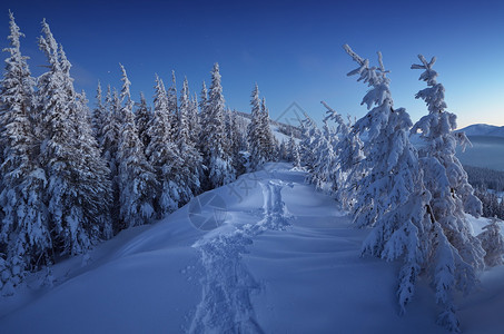 黄昏的冬季风景雪中斯普鲁斯森林通图片