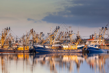 Lauwewersoog是荷兰最大的捕鱼船队之一图片