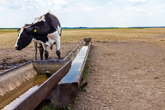 牛母牛站在夏季草原的图片