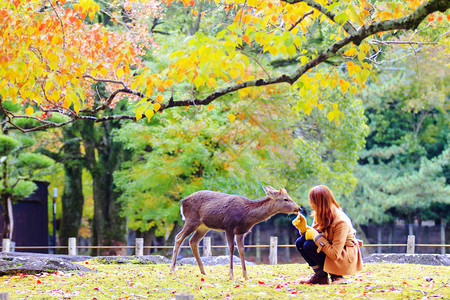日本奈良秋季奈良鹿图片