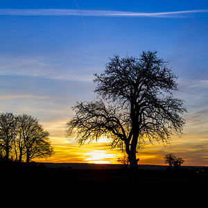 日出黎明天空橙色的热云自然地貌与树背影以5D标图片