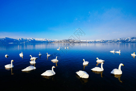 冬湖天鹅图片