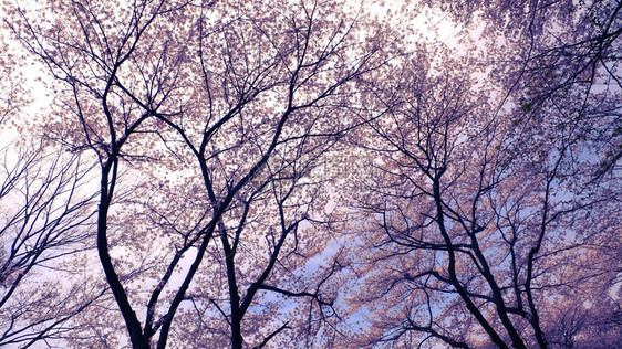 春天的天空上盛开的樱花树图片