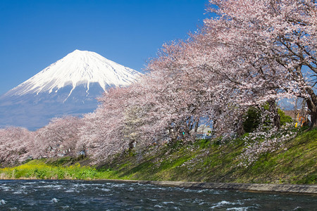在日本春季美丽的藤山和图片