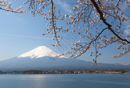 河口湖的樱花和富士山图片