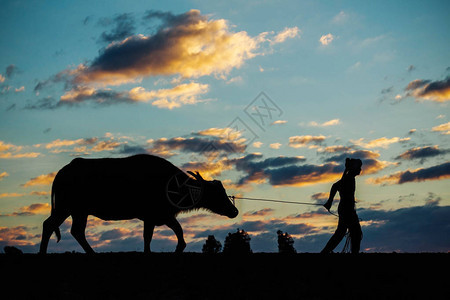 日落时分农民和水牛在田野里散步图片