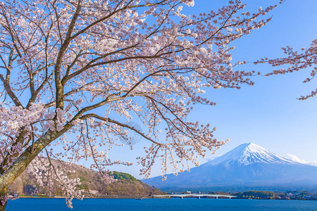 春季日本河口湖的樱花和富士山图片