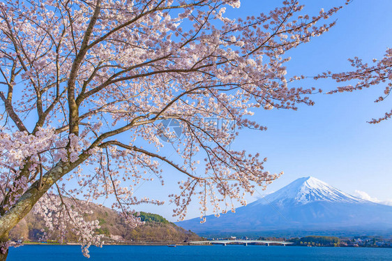 春季日本河口湖的樱花和富士山图片