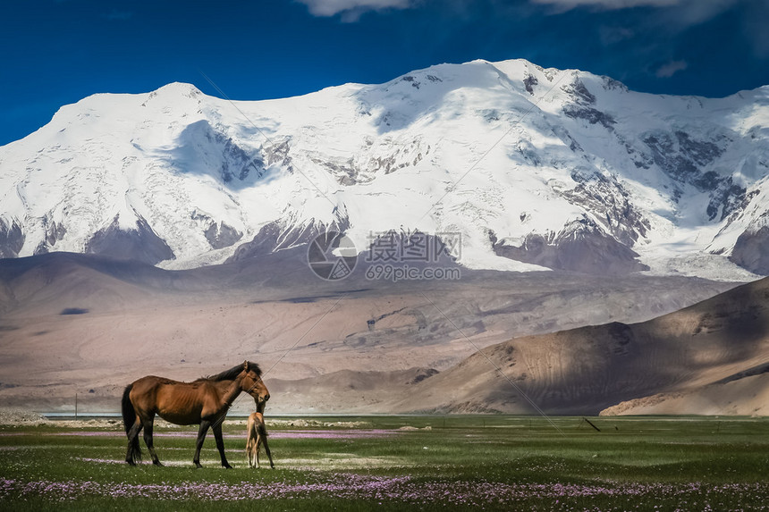 卡拉科鲁姆山峰前草原上的马和小马在雪图片