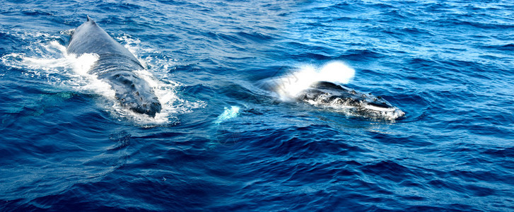 海洋表面上的两条鲸鱼图片