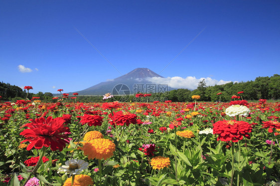 夏季富士山和美图片