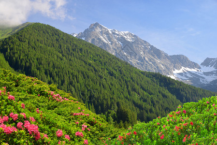 从Antholzertal谷的山景Riesenfernergruppe山脉图片