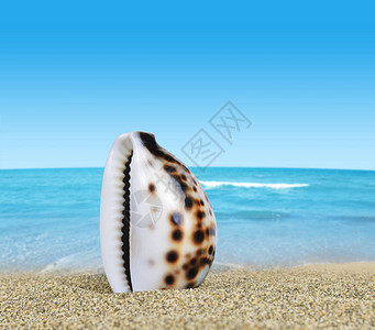 沙滩上的热带海贝壳图片