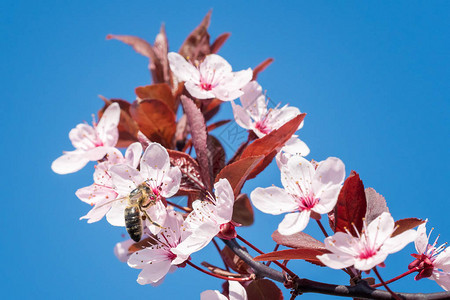 蜜蜂在粉红色的樱花上在蓝天的春天花卉背景樱图片