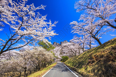 穿过樱桃树的道路日图片