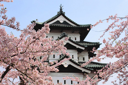 樱花和日本图片