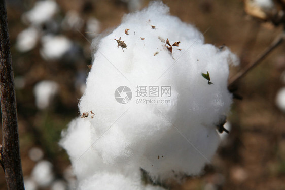 棉花球里的象鼻虫图片