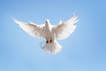 全身白羽鸽在湛蓝的天空中飞翔图片