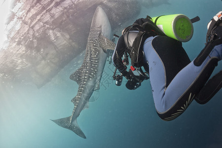 鲸鲨鱼在巴布亚水下遇图片