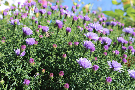 花园里的蓝色薄瓣多年生紫苑图片